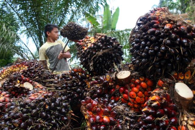 Tumpukan kelapa sawit hasil panen diatur pekerja ke dalam mobil truk di Airbatu, Asahan, Sumatra Utara, belum lama ini. PotretBisnis/Andi Rambe