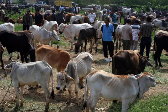sapi