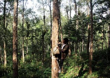 Petani dan TPL Kembangkan Kemenyan Di Kawasan Konsesi