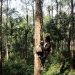Petani dan TPL Kembangkan Kemenyan Di Kawasan Konsesi