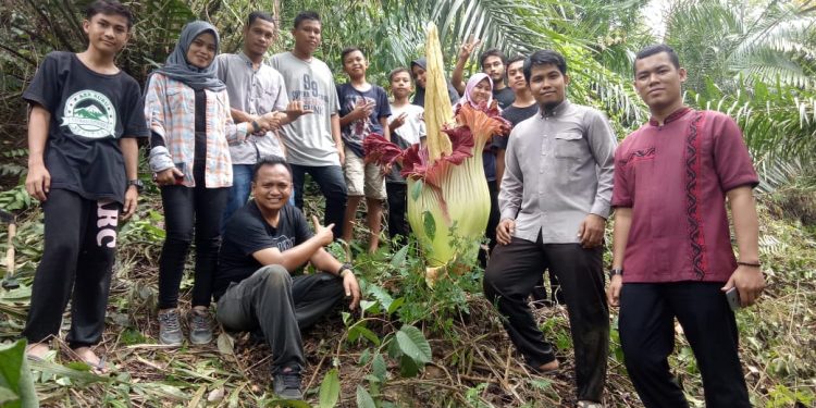 Bunga Bangkai Tumbuh Di Perkebunan Kelapa Sawit Labura