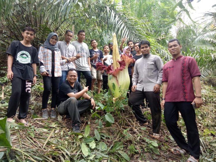 Bunga Bangkai Tumbuh Di Perkebunan Kelapa Sawit Labura