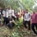 Bunga Bangkai Tumbuh Di Perkebunan Kelapa Sawit Labura