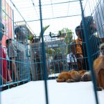 Penjualan Satwa Online