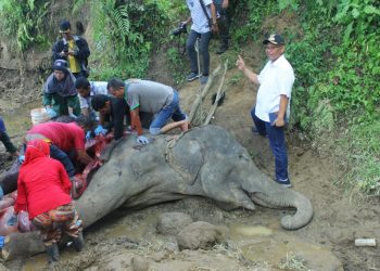 Akhyar Turut Berduka Gajah Betina ‘Neneng’ Mati Akibat Sudah Tua