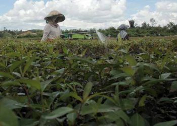 Saat Eucalyptus Diklaim Bisa Obati Virus Corona