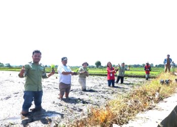 TPL Kembali Berikan Ratusan Kg Benih Padi Untuk 150 KK Petani di Toba