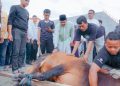 Rayakan Idul Adha 1444 H, Pemko Medan Sembelih 104 Hewan Kurban