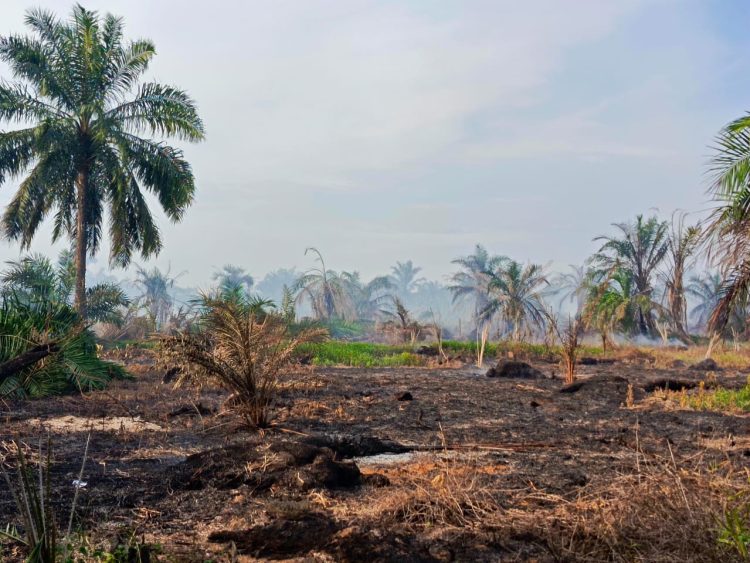 19 Hektare Lahan Perkebunan Sawit Di Asahan Terbakar
