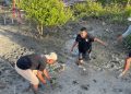 Cegah Erosi Pantai, Ganjar Milenial Ajak Pemuda-Pemudi Tanam Bibit Pohon Cemara