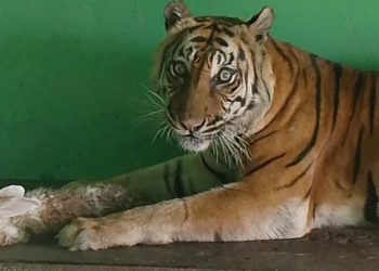 Sakit Tua, Si Manis Harimau Sumatera Koleksi Medan Zoo Mati