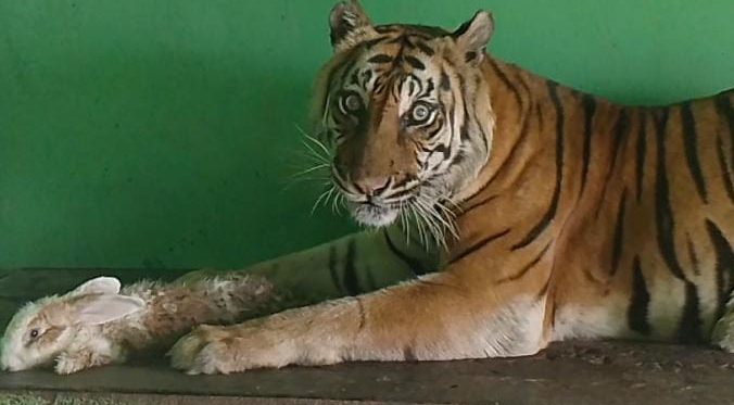 Sakit Tua, Si Manis Harimau Sumatera Koleksi Medan Zoo Mati