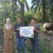 Iduladha 1447 H, INALUM Salurkan 107 Hewan Kurban untuk Masyarakat Sumut